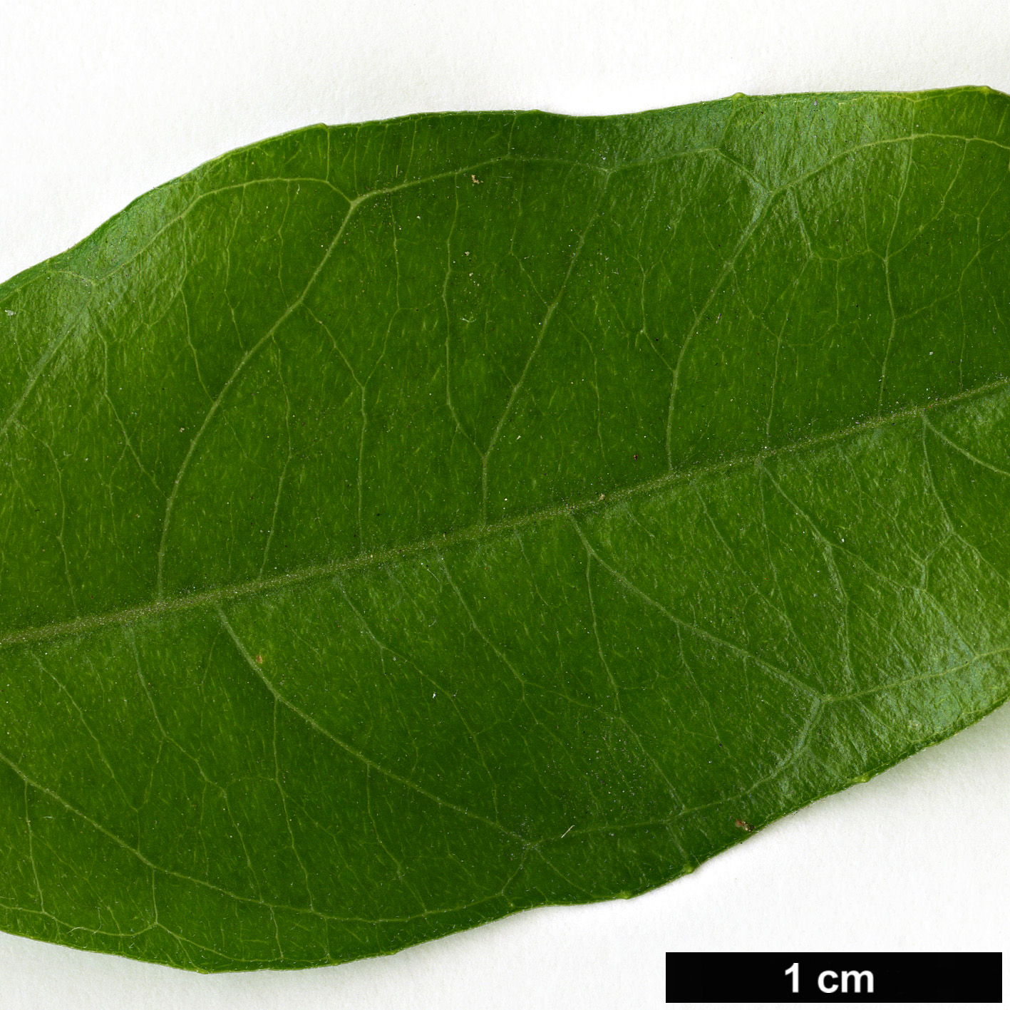 High resolution image: Family: Onagraceae - Genus: Fuchsia - Taxon: regia - SpeciesSub: subsp. serrae